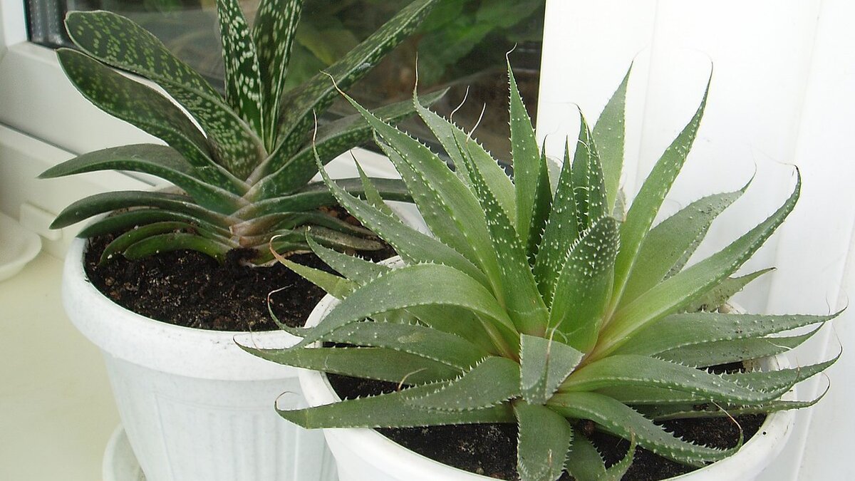 Цветковые растения особенности строения. Дихотомическое ветвление побега. Покрытосеменные растения 5 класс биология таблица. Вегетативный способ размножения растений примеры и виды. Глагололные существительные.