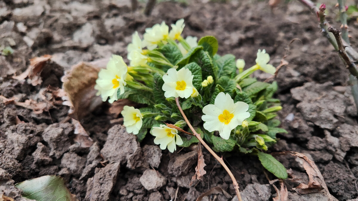 Скоро весна