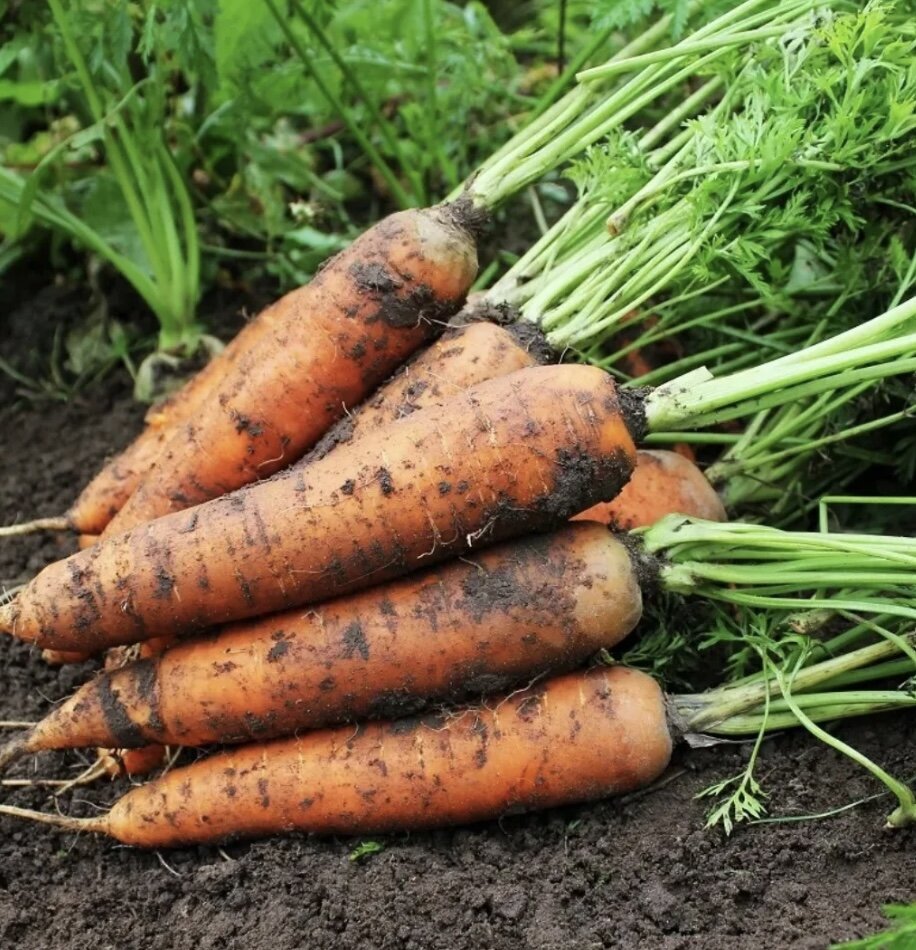 Морковка 3д. Морковь на ночь. Морковь. Морковь пармекс. Морковь дольками.