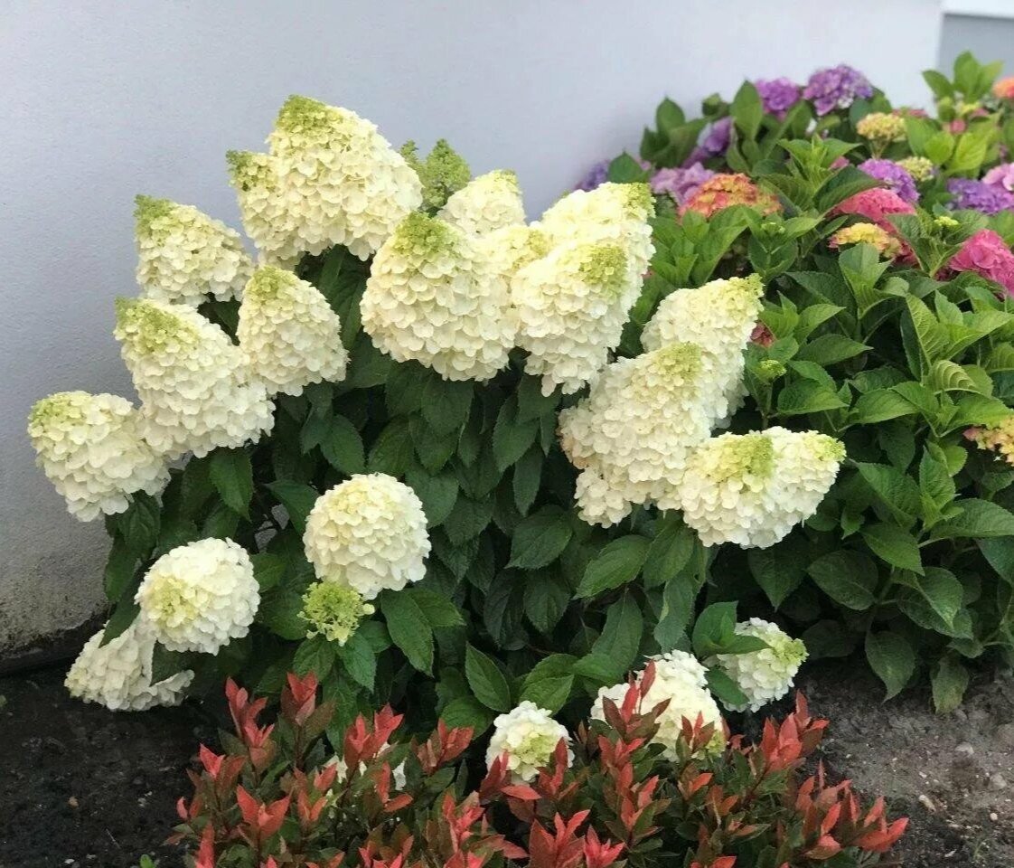 Мэджикал Килиманджаро