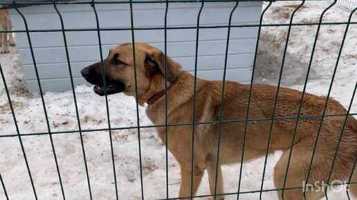 24.02.2024 Посетили приют для животных🐈🐕🐩 пообщались с собачками ❤️