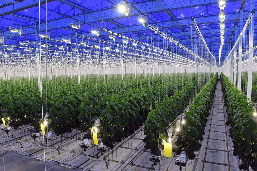 Закрытый грунт или же защищенный грунт.

