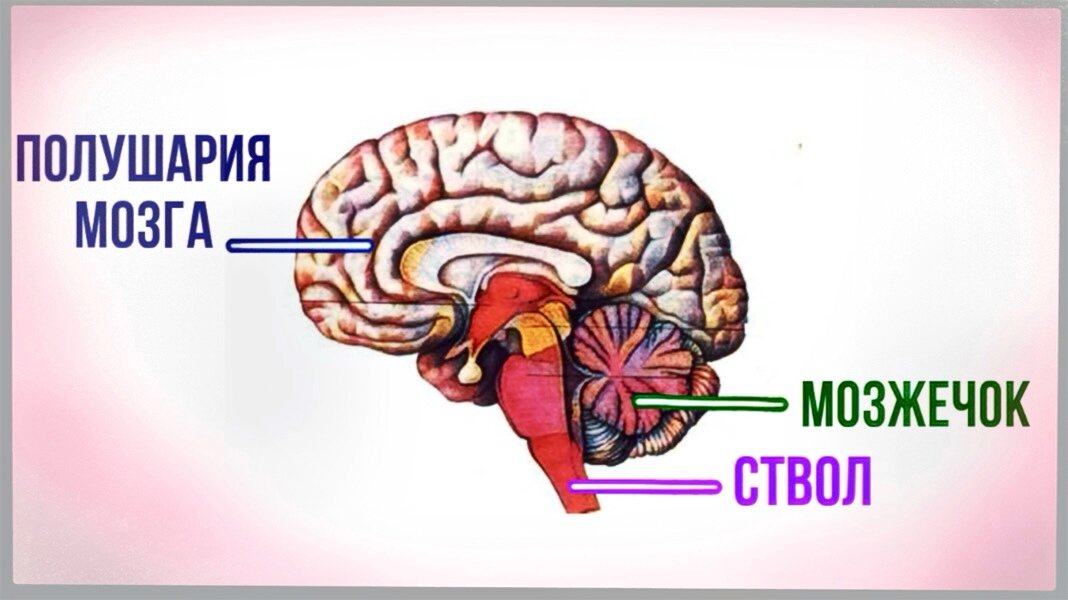 Строение головного мозга (МРТ) ‒ атлас анатомии человека в срезах