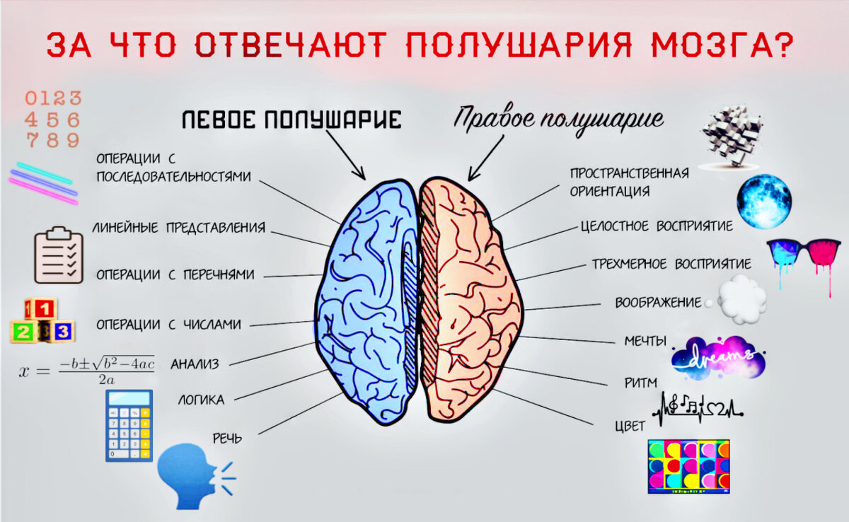 Функции правого и левого полушарий мозга. Фото автора. 