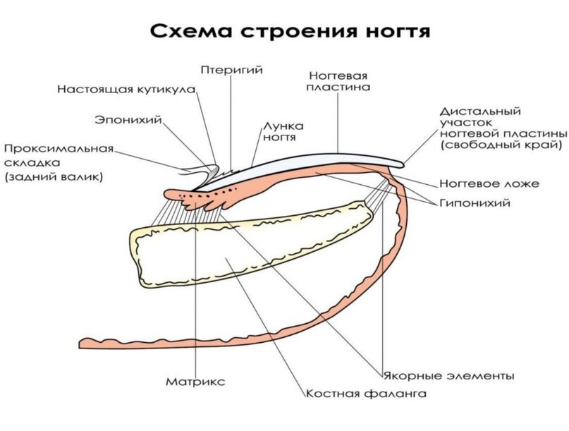 Строение ногтя, схема