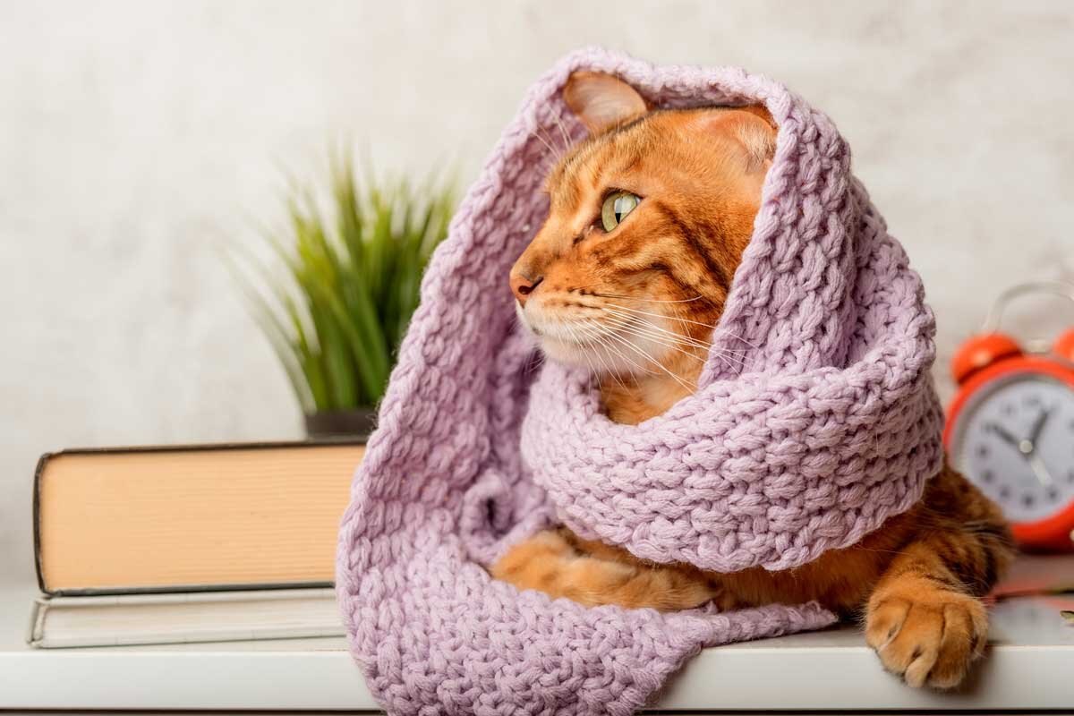    Фото: Svetlana Rey / Shutterstock.com