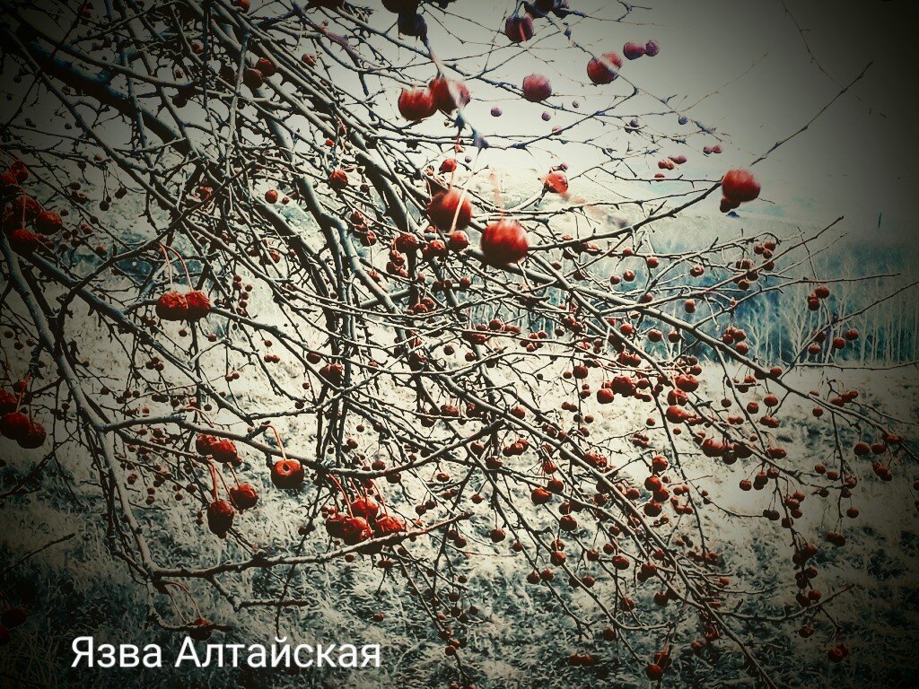 Валька, Валечка, Валюша. Часть 12. | Язва Алтайская. | Дзен