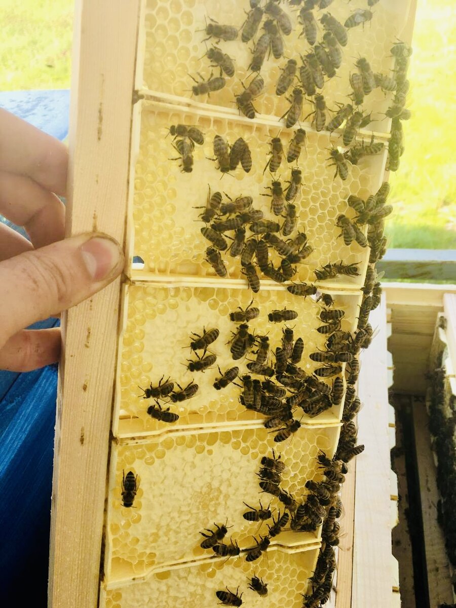 Рамка сотового мёда