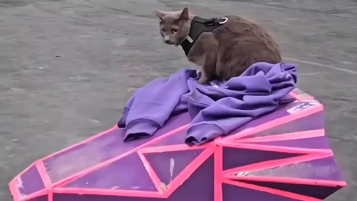     На площадке «Игр будущего» в Казани артист местного цирка проверил готовность роботов к турнирам. Кота Райли посадили на устройство и прокатили по площадке. Соответствующие видеозаписи распространили по Telegram-каналам столицы Татарстана.