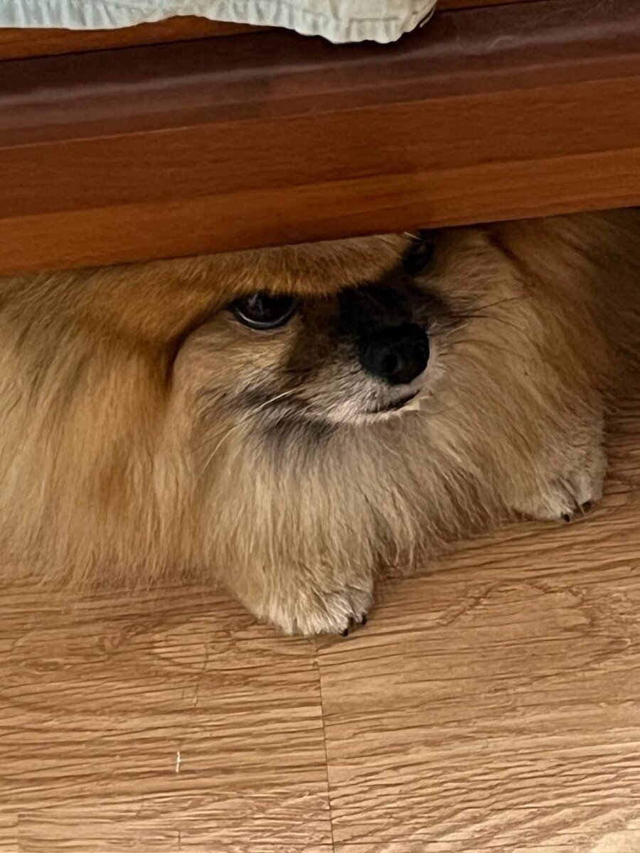 Шпиц в агрессии