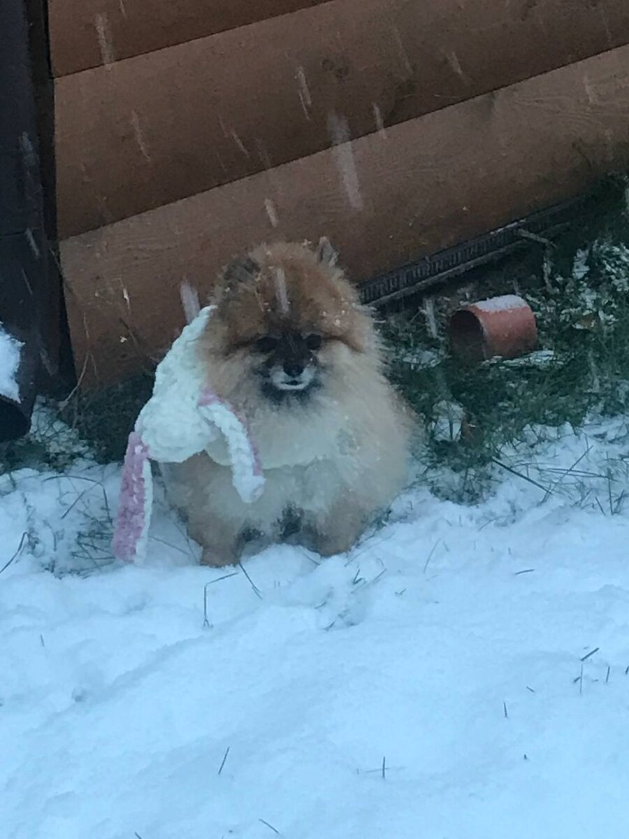 Шпиц на прогулке