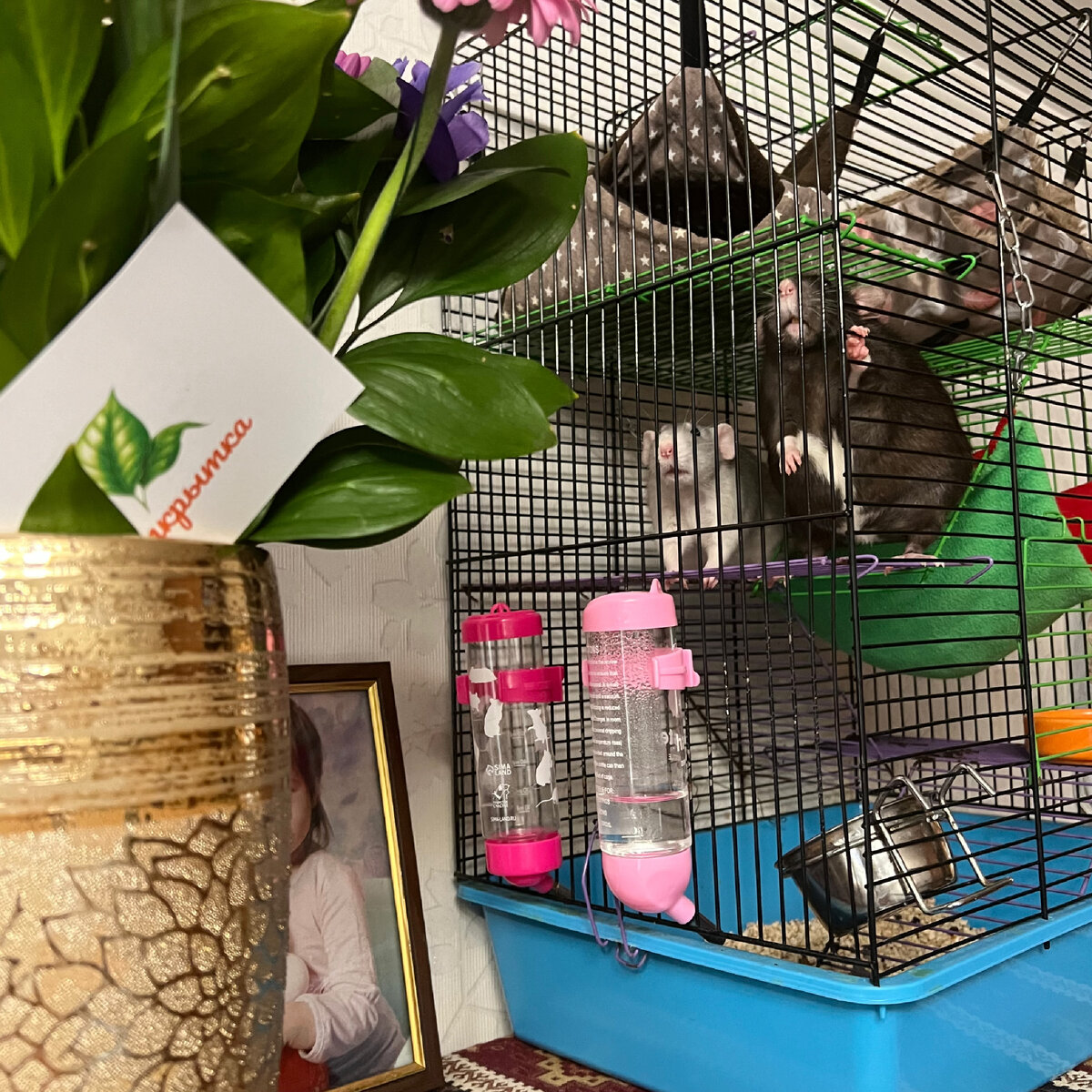 Пришли понюхать цветы)) На этой фотографии моя не очень большая клетка, железная мисочка и две поилки-непроливайки - о них я рассказываю ниже