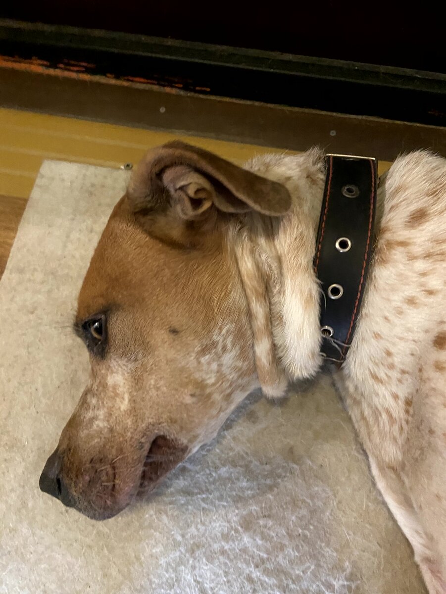 Это я. Лежу, переживаю.