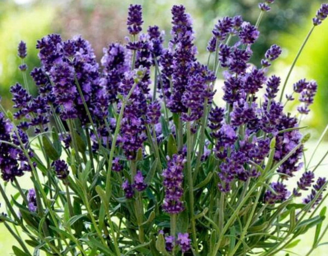 Лаванда Услада.