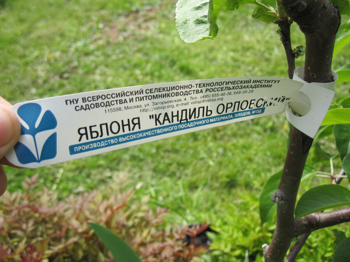 Бирочка на нашей яблоне в 2013 году, 11 лет назад. Наш сад. Фото автора @Маша Генералова 