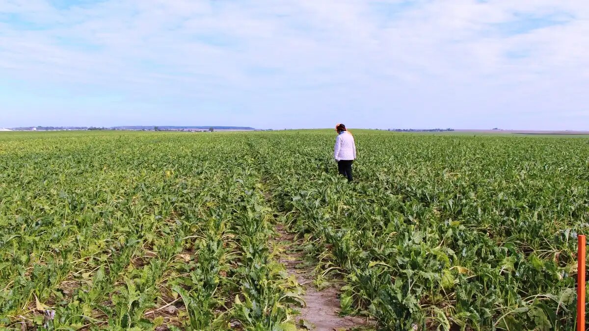 Фото:© Владимир Исаенко / Glavagronom.ru Кубанские аграрии обеспокоены возможной нехваткой семян сахарной свеклы