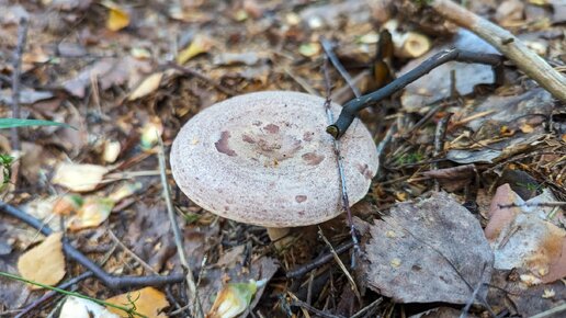 Млечник обыкновенный (Lactarius trivialis). Как выглядит гриб на месте произрастания.