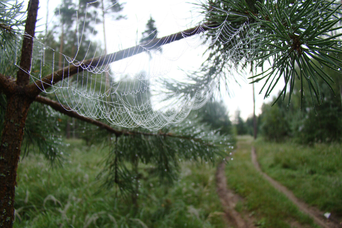 Фото автора. Роса и паутинка 