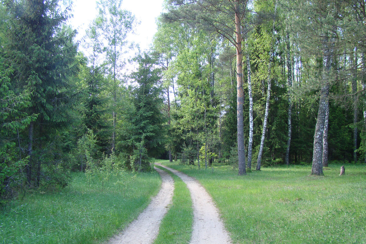 Летнее утро прекрасно! Фото автора