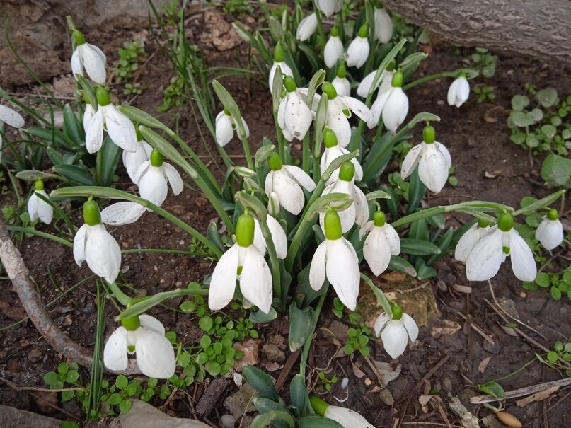 Все знают, что природа в Крыму очень нежная, т.е. ранимая - вот и подснежник: нежный и трогательный. Недаром он занесен в Красную книгу.