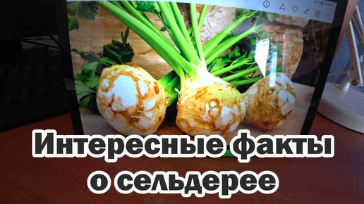 Интересные факты о сельдерее