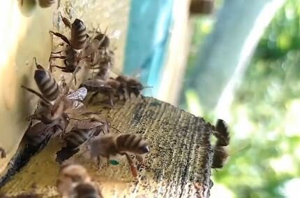 Сила пчелиной семьи весной