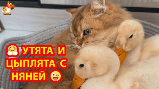 Две кучи забот пушистой няни Кошки с цыплятами и утятами 😽🐥🤗