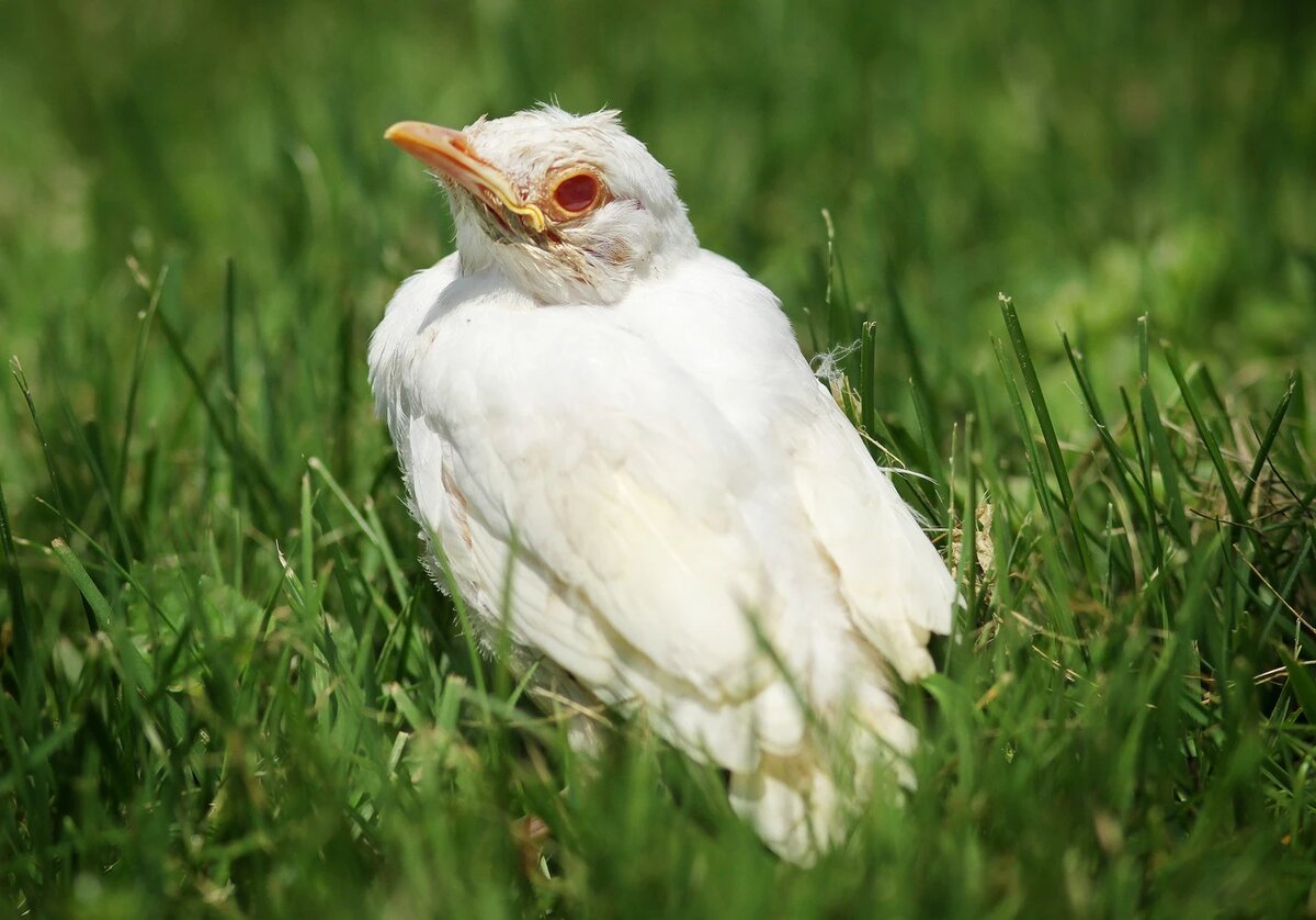 Альбинос, скорее всего странствующий дрозд, фото с сайта https://www.audubon