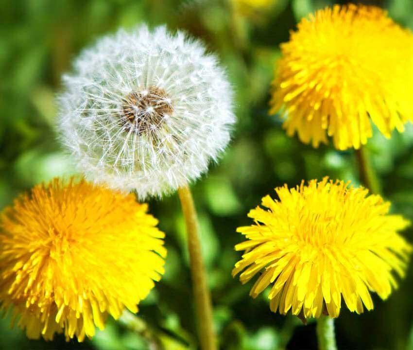 Одуванчики очень не нравятся чиновникам.
