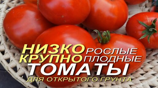 Три КЛАССНЫХ НИЗКОРОСЛЫХ КРУПНОПЛОДНЫХ томатов для ОТКРЫТОГО грунта!