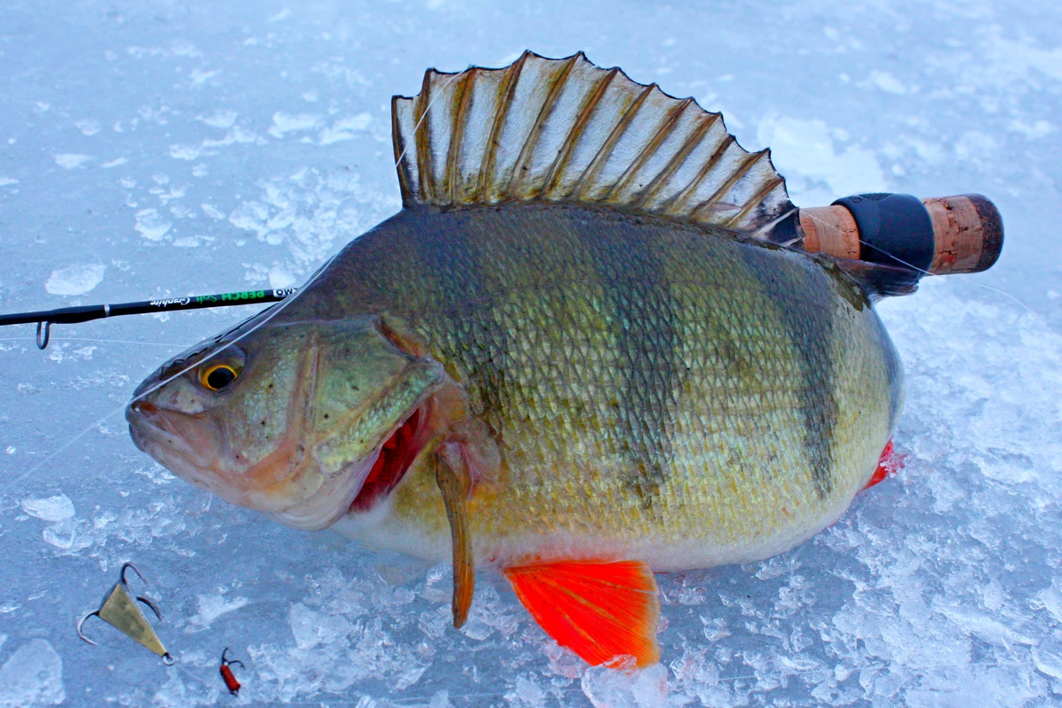 Фото с сайта: https://fishingbook.ru/wp-content/uploads/2023/09/8-21.jpg