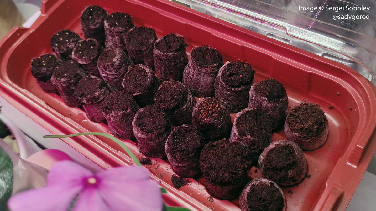 Новые посевы: бегонии, гелиотроп, Вербена жёсткая.