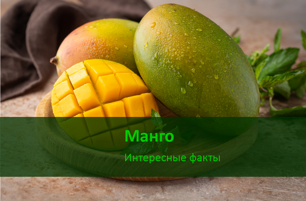 Манго интересные факты