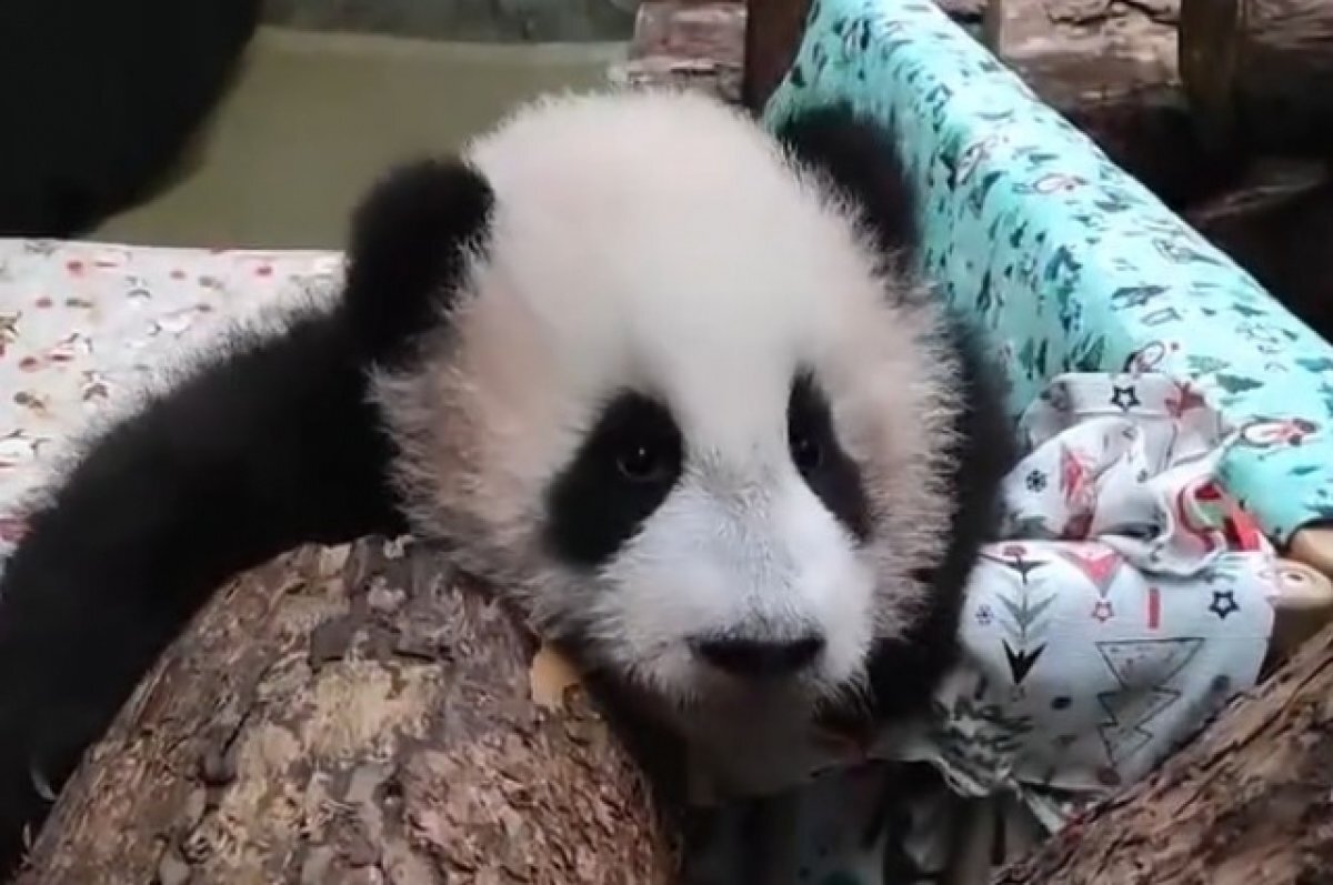    Панде Катюше из Московского зоопарка исполнилось полгода