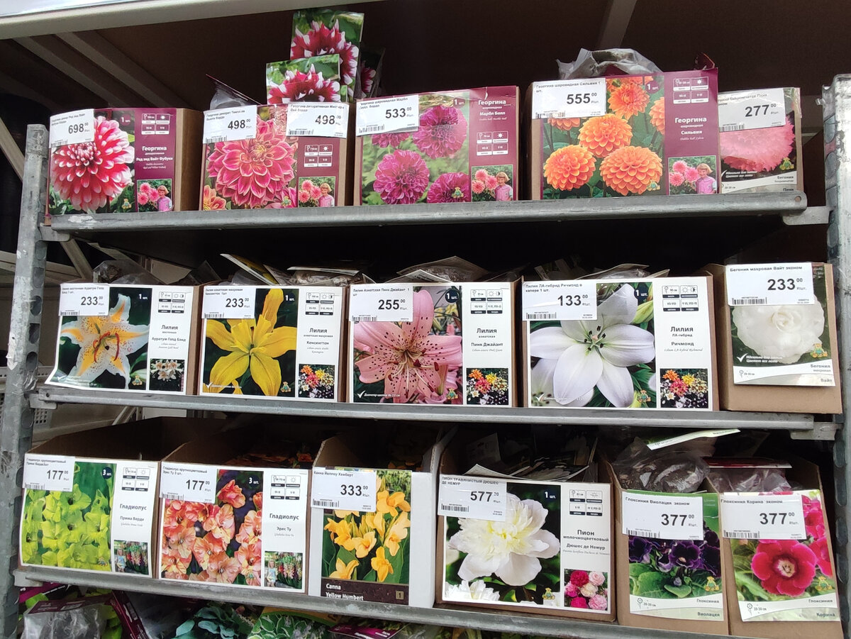 Витрина с многолетниками.