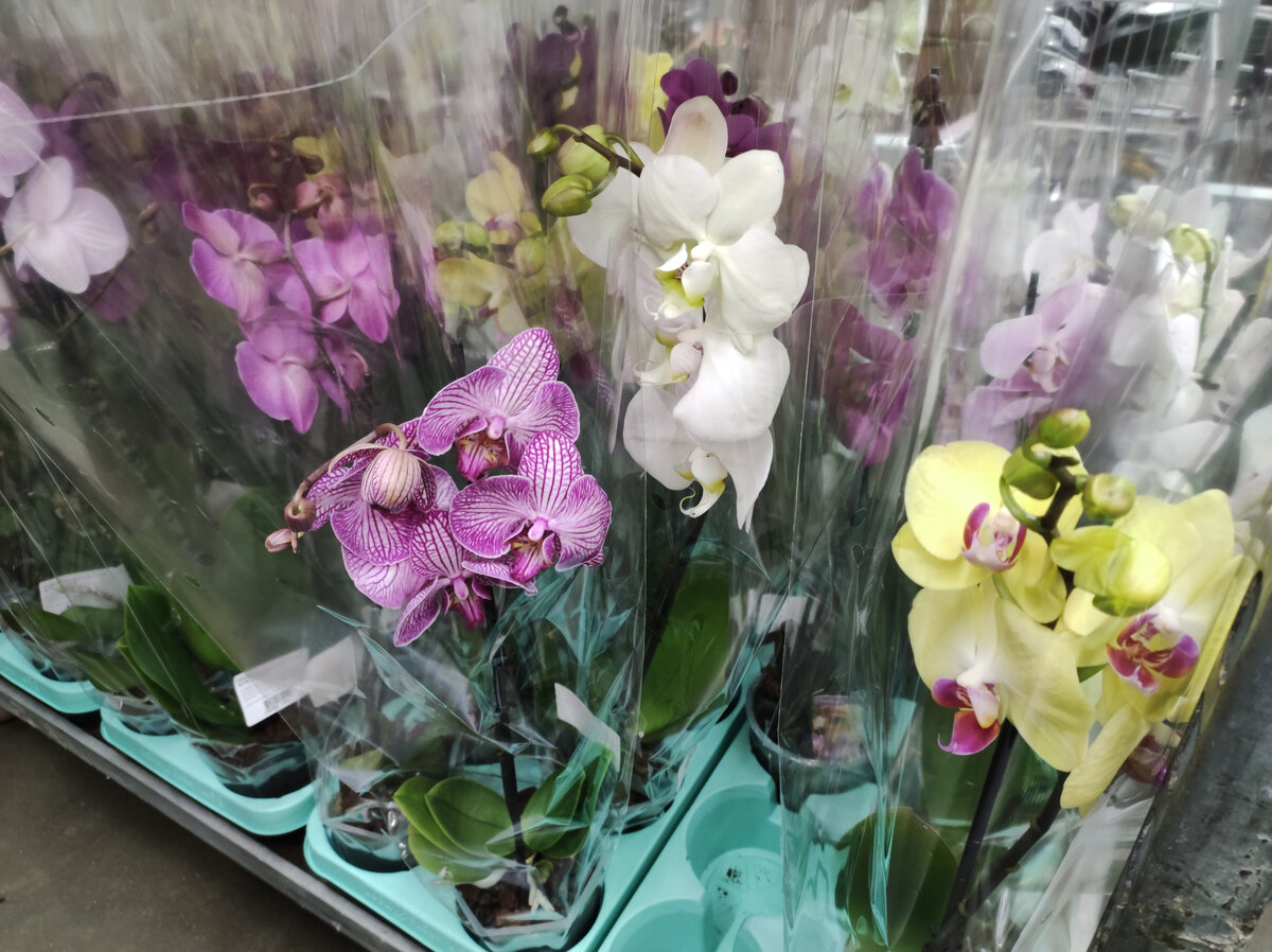 Фаленопсиссы по 1655р.