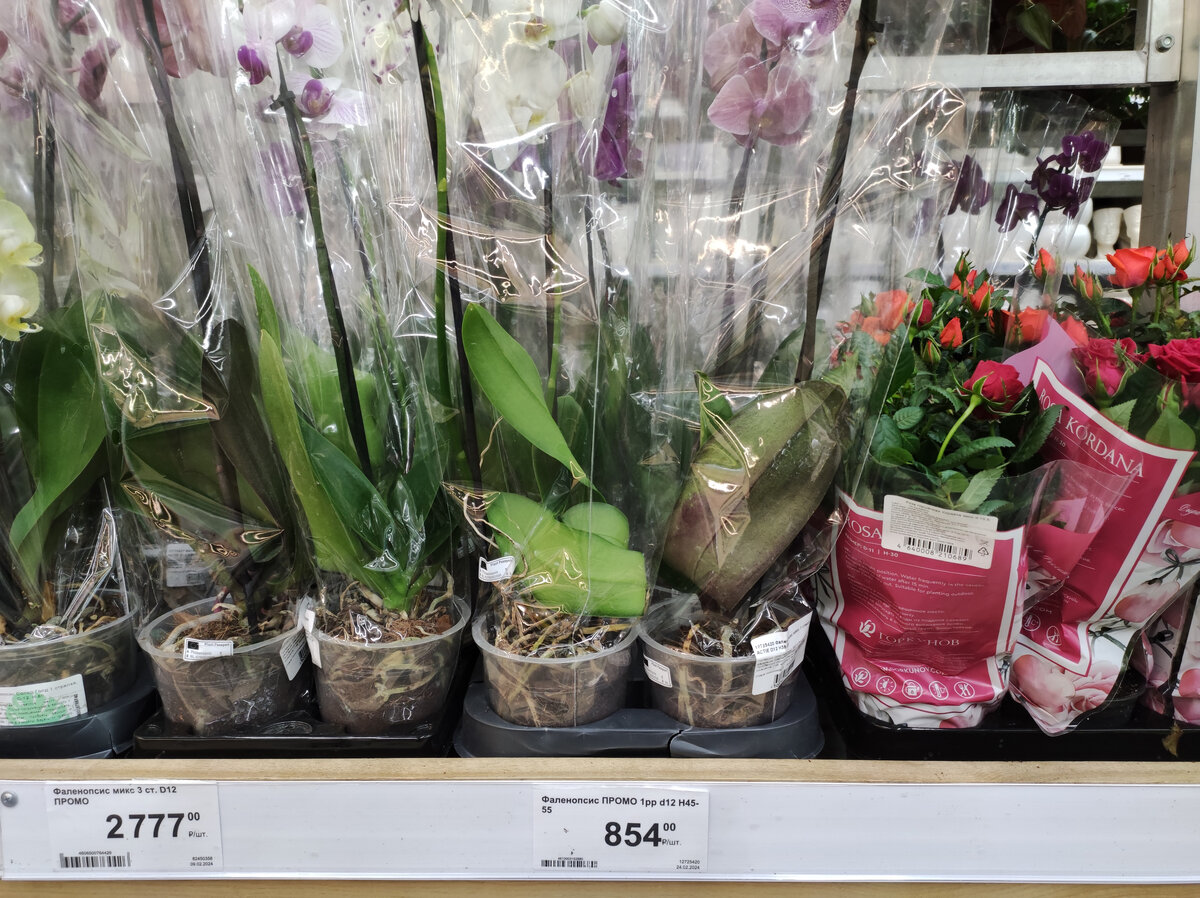 Здесь уцененные по 854р. Среди них есть совсем хорошие.