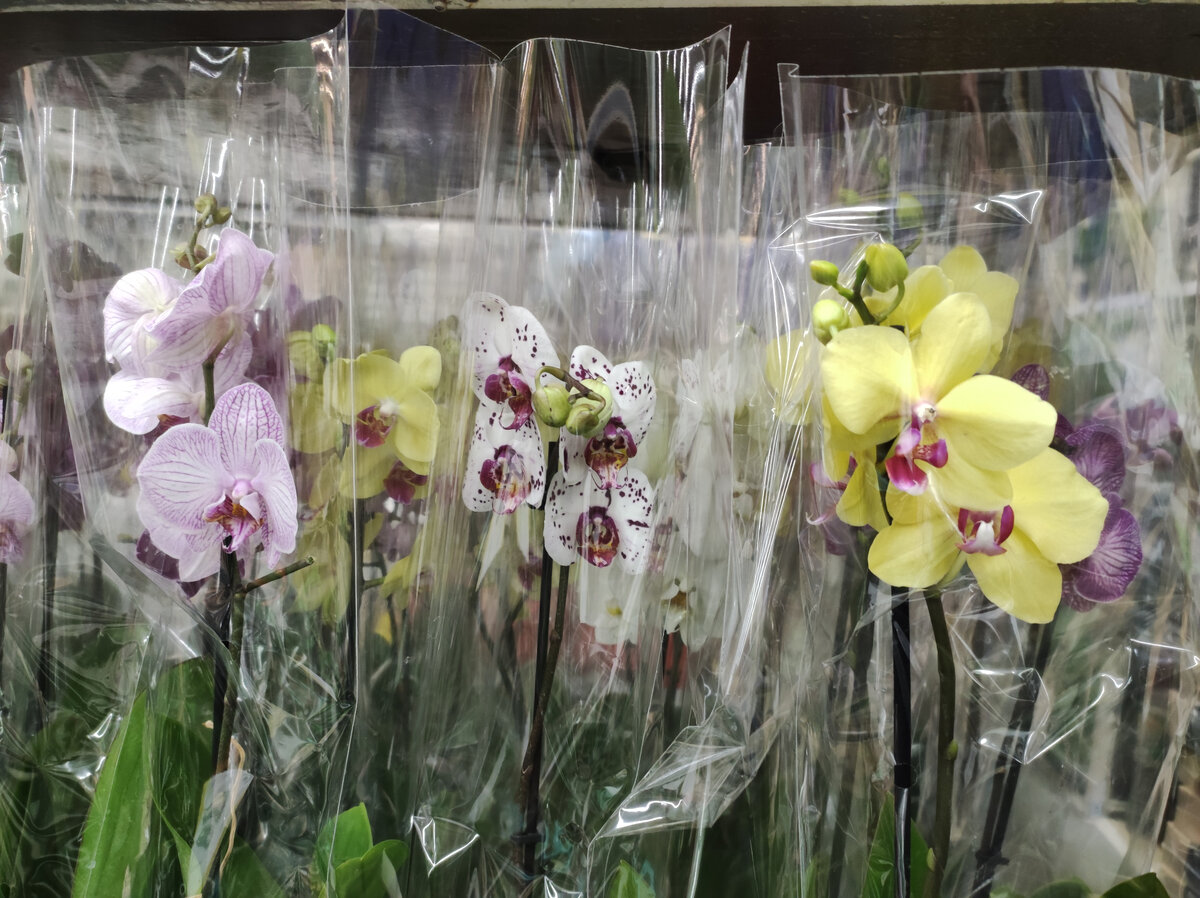 Здесь шикарные с 2 цветоносами, цены разные - от 1855 до 2777р.