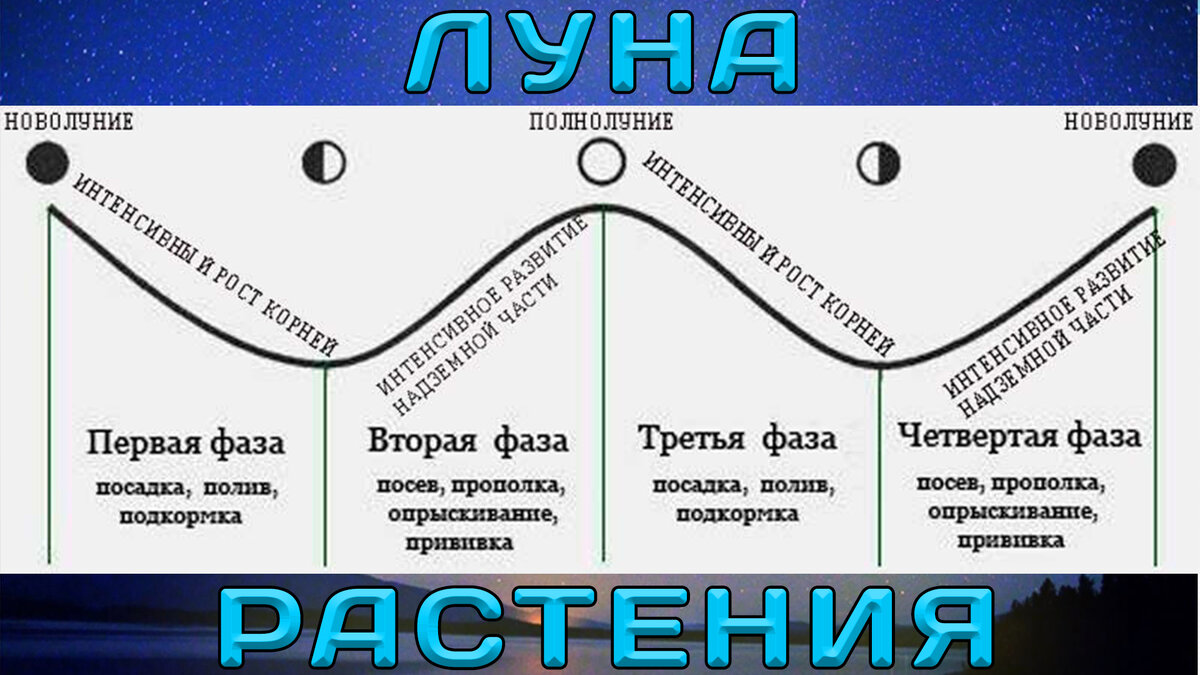 Фазы Луны. Влияние фаз Луны на рост, развитие и урожай растений. | Захотел  и Сделал 🛠️ | Дзен