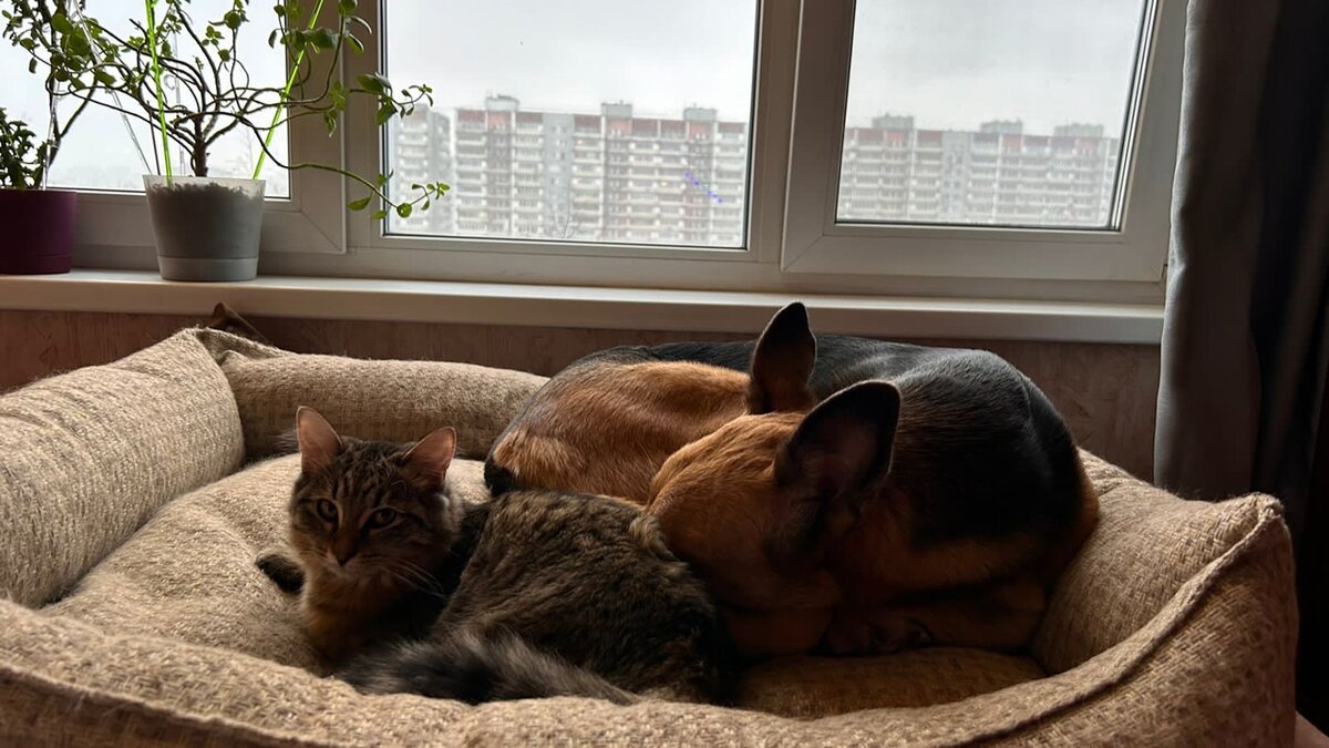 Фото- собственность канала