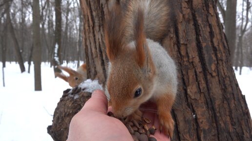 Сломали кормушку