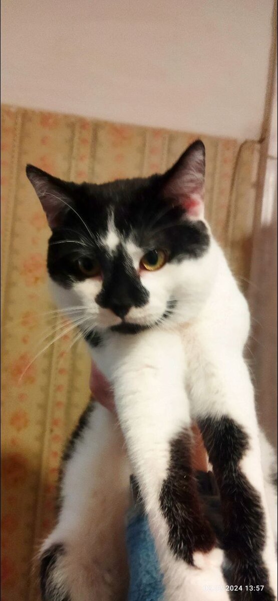 Мальчик. Уже пристроен. 