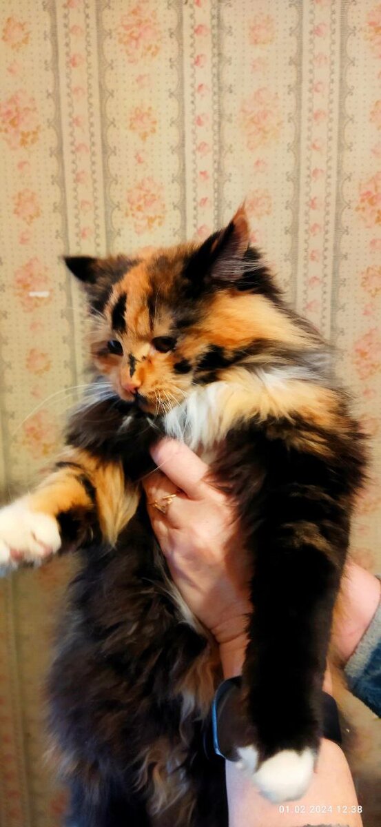 Девочка красавица