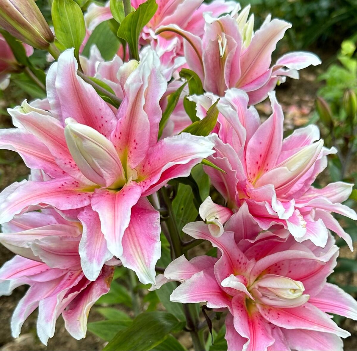 Красивые цветы