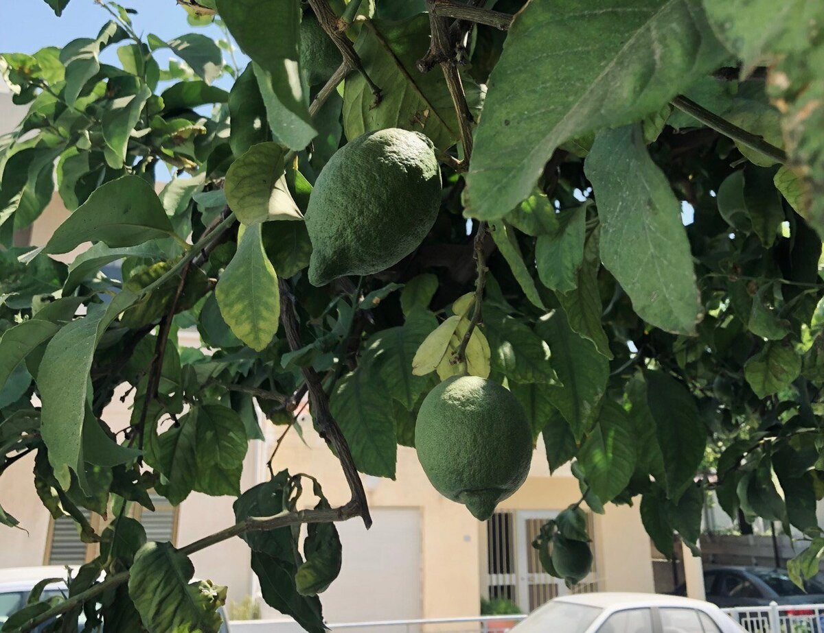 Лимоны растут на уровне глаз — под такими деревьями от солнца точно не спрячешься. Фото: Алиса Крылова