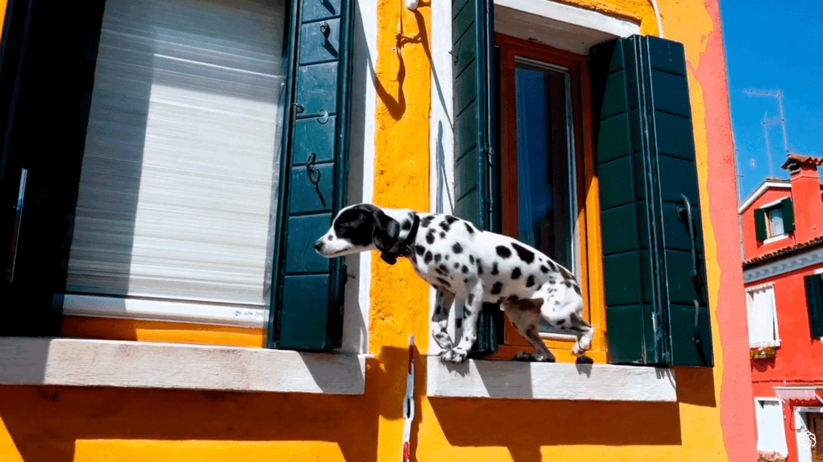 Подсказка: камера направлена ​​прямо на красочные здания в Бурано, Италия. Очаровательный далматинец смотрит в окно здания на первом этаже.