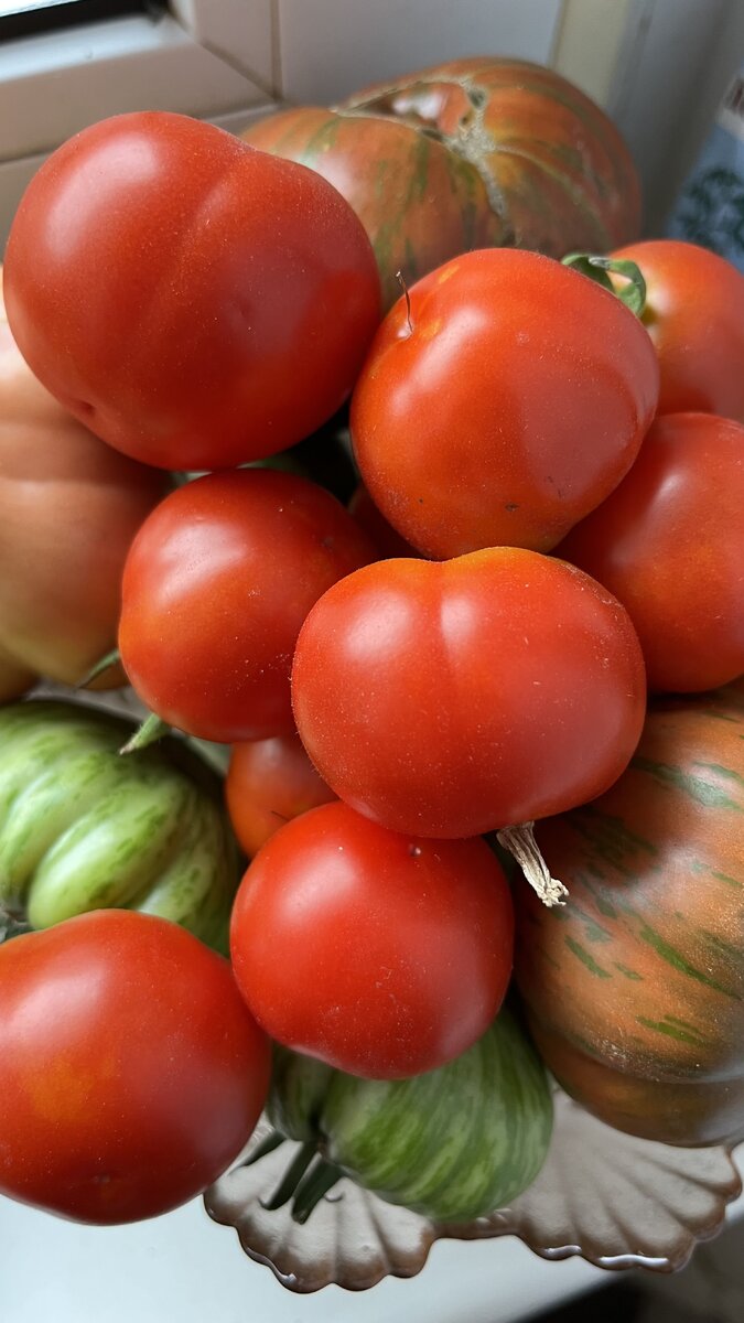 Рассада томатов в открытый грунт. Горизонтальная посадка томатов. Томаты метод маслова. Томаты открытый грунт. Рассада помидор.