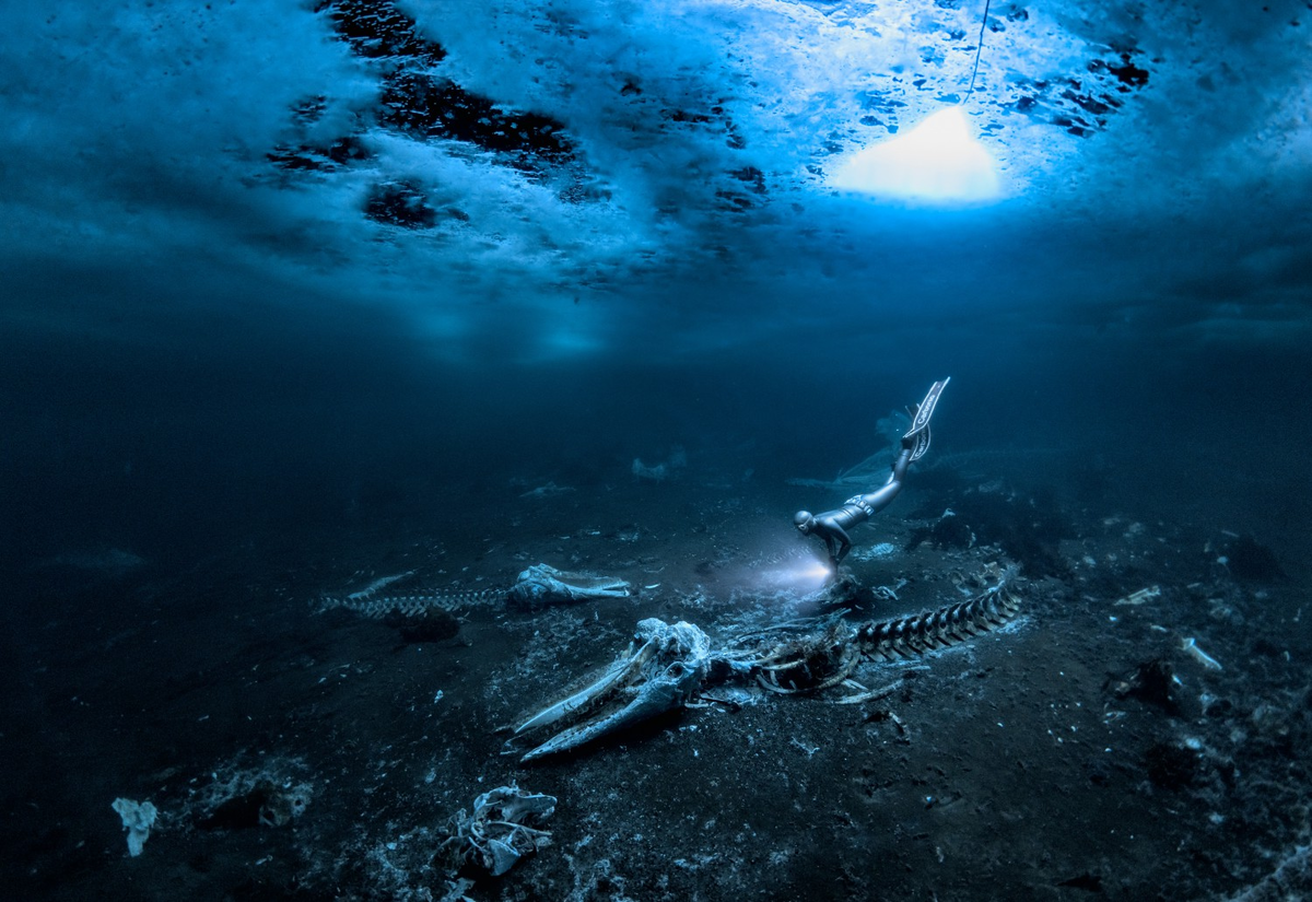 © Alex Dawson (Швеция) «Китовые кости». 
Underwater Photographer of the Year 2024 и победитель в категории «Широкий угол. Marelux»