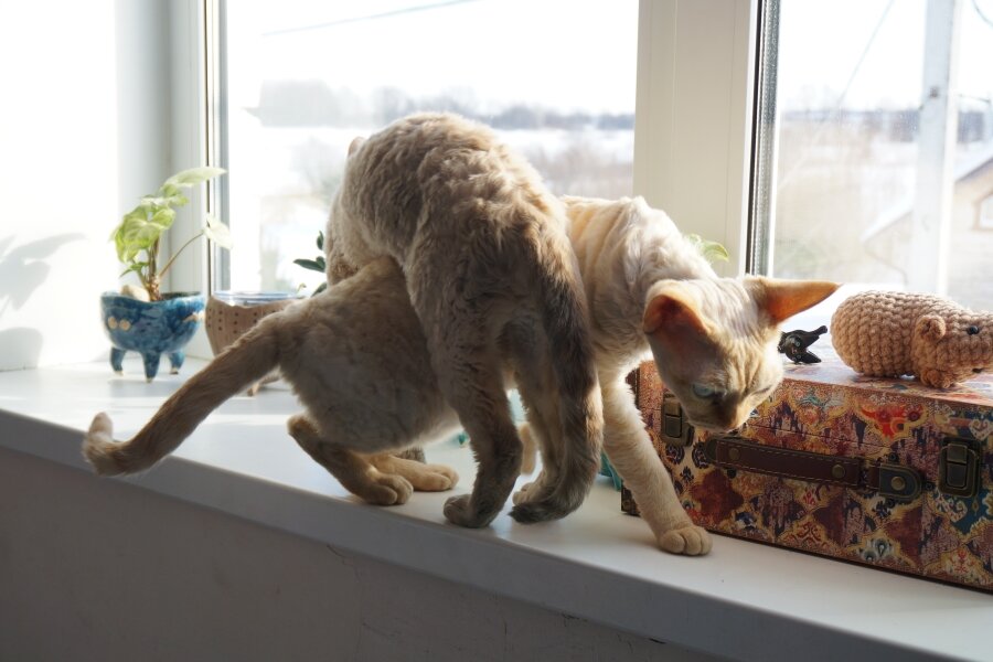 Кошки - народ прямолинейный