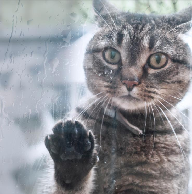 Златик смотрит в окно в машине